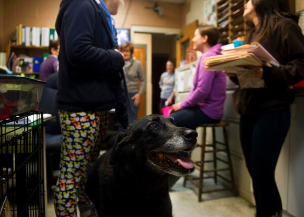 Abby looks up while waiting for the arrival of her owner at Animal Protectors of Allegheny Valley on Jan. 30, 2018.  A Pennsylvania family has been reunited with its dog 10 years after the dog went missing. Debra Suierveld and her family assumed their dog Abby had died after she ran away in 2008 from their home in Apollo. Decade-old sadness turned to joy Saturday when Suierveld received word someone had found the dog. (Nate Smallwood/Pittsburgh Tribune-Review via AP)