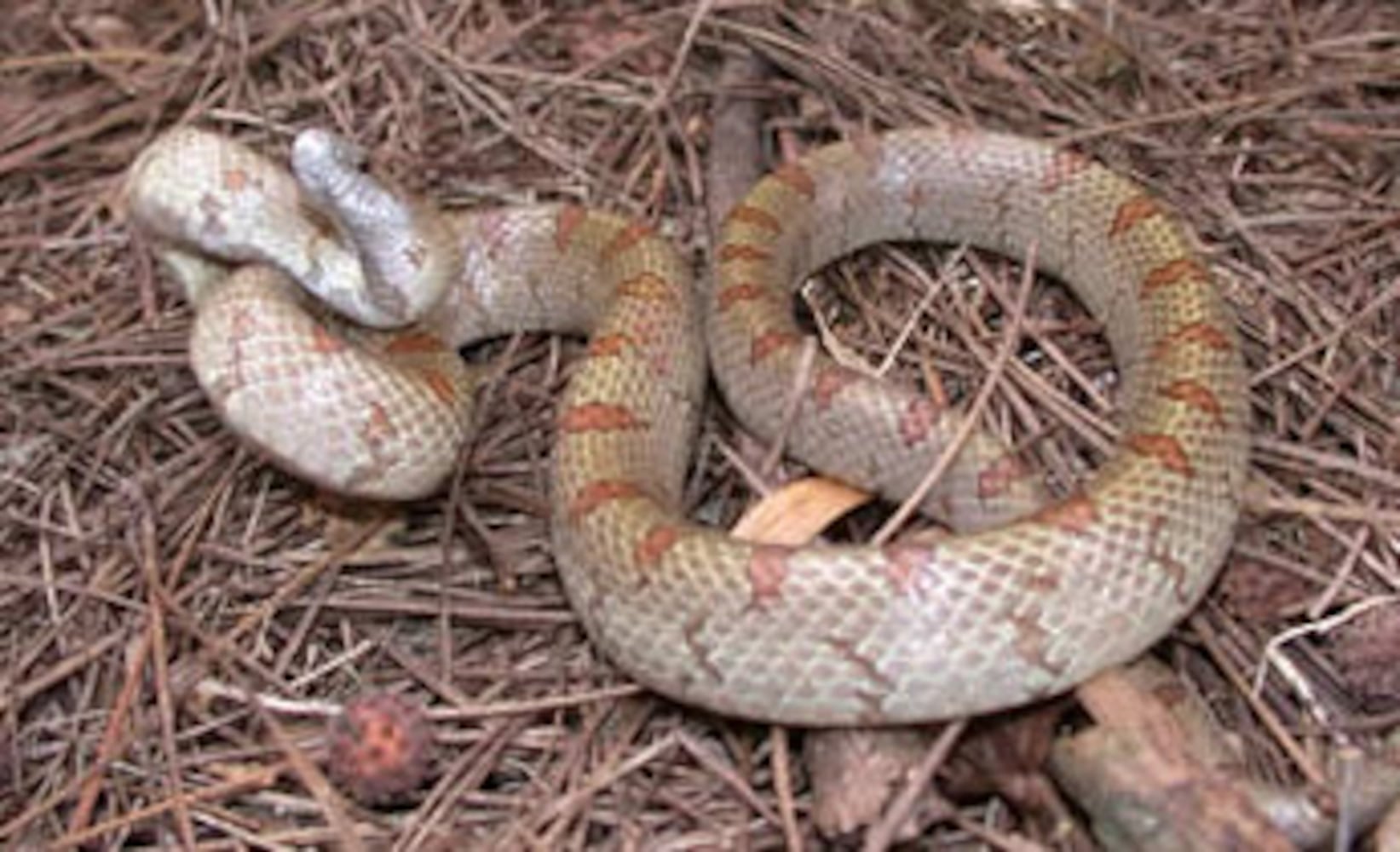 Georgia non-venomous snakes