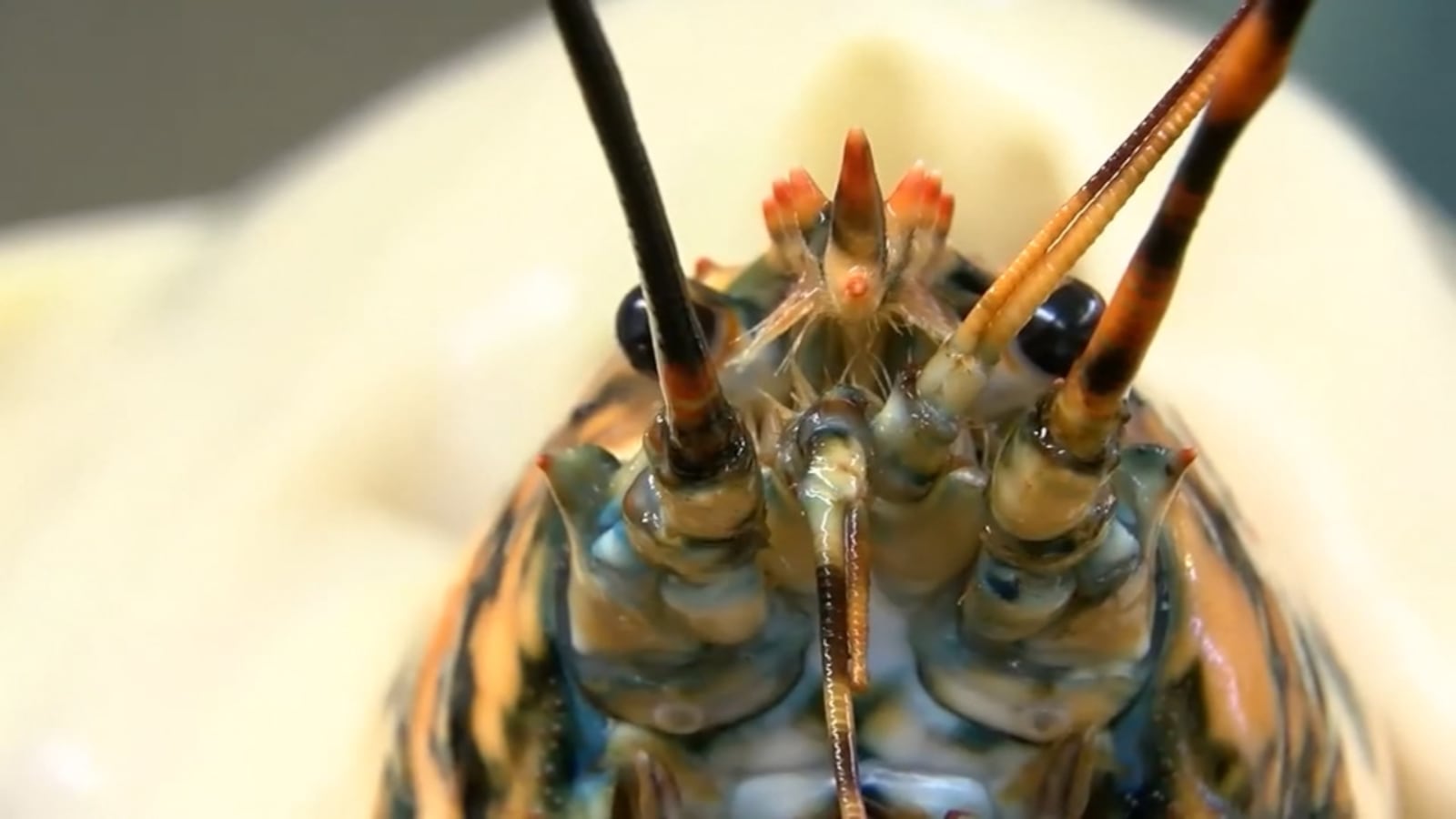 A calico lobster is described as a described as a 1-in-30 million mutation. (Photo: Channel 2 Action News)