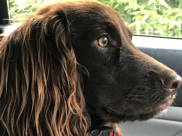 Buzzy Hodges is the field spaniel of Ken Hodges, a loyal Politically Georgia listener. (Courtesy photo)