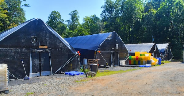 Greenhouses on Ellijay Mushrooms' farm have blackout material covering them to help keep the temperatures low for the mushrooms. (Chris Hunt for The Atlanta Journal-Constitution)