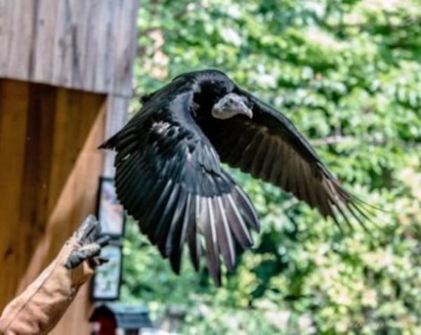 Learn about flying animals and test your tinkering skills at Chattahoochee Nature Center’s Flying into the Future event.