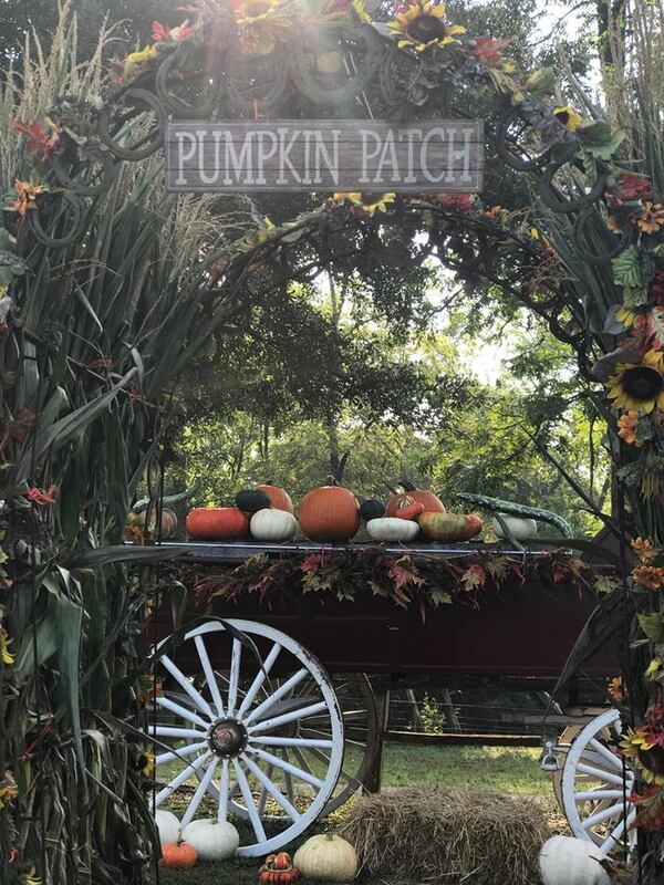 PettitCreekFarm2.jpg
Find plenty of fall photo ops at Pettit Creek Farm.
Courtesy of Pettit Creek Farm