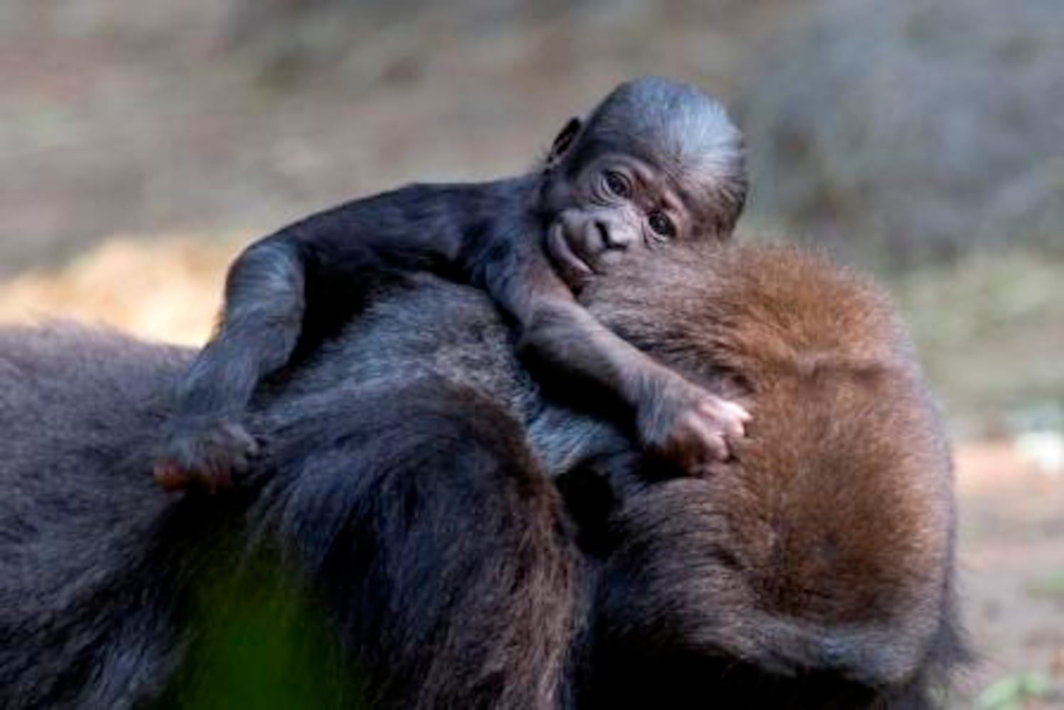 Zoo Atlanta babies