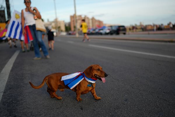 Supporters of Yamandu Orsi, candidate for the Broad Front (Frente Amplio), walk a dog decorated with the party's colors after polls closed in the presidential run-off election in Montevideo, Uruguay, Sunday, Nov. 24, 2024. (AP Photo/Natacha Pisarenko)