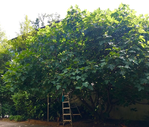 Lynn Ford’s fig tree has grown tall in her Buckhead yard and yields a bounty of fruit in July and August. CONTRIBUTED BY LYNN FORD