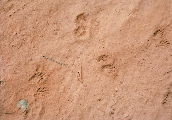 "Tracing #1" by Constance Thalken features animal prints in recently tilled soil.
Courtesy of Whitespace Gallery