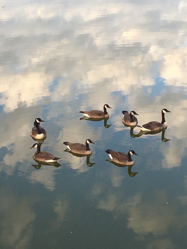 Betty Davis sent in this photo of geese on the lake at Chastain Park.