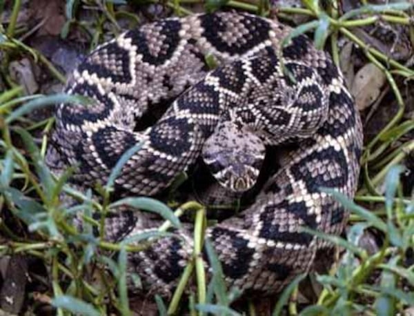 The Eastern Diamondback Rattlesnake is the largest of the rattlesnake species, according to the University of Georgia. They are active all summer long, especially in the morning and evening. CONTRIBUTED BY SRELHERP.UGA.EDU