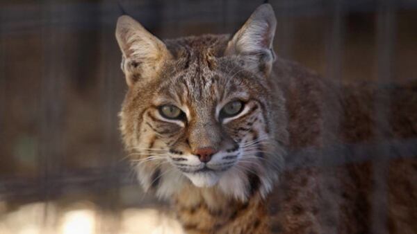 A bobcat missing for nearly a week after being let out of its enclosure has returned to its Tennessee nature camp.