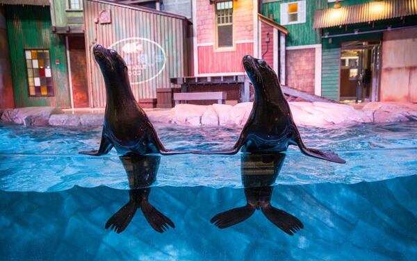 Rescued sea lion pups boogie at the Georgia Aquarium.