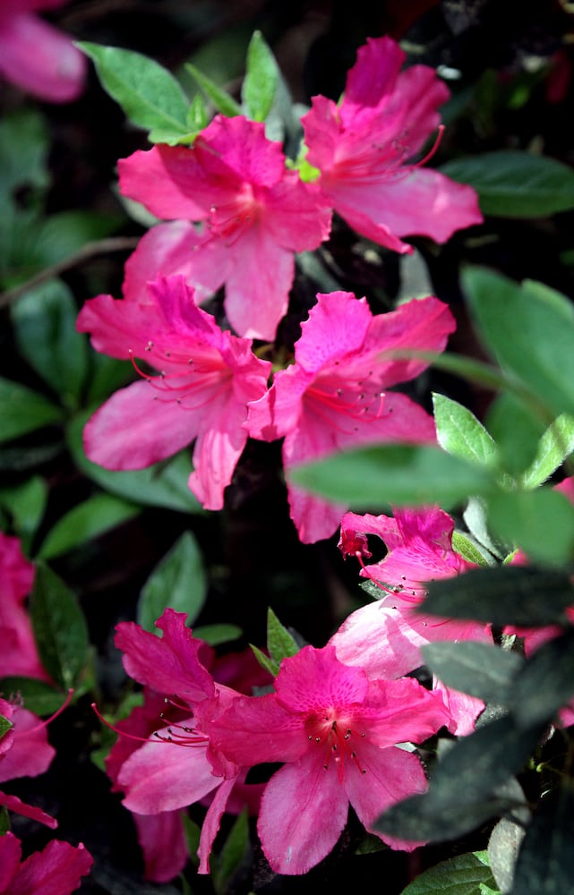 Augusta National Golf Club, which was originally built on the former 365-acre Fruitland Nurseries, is full of blooming flowers.