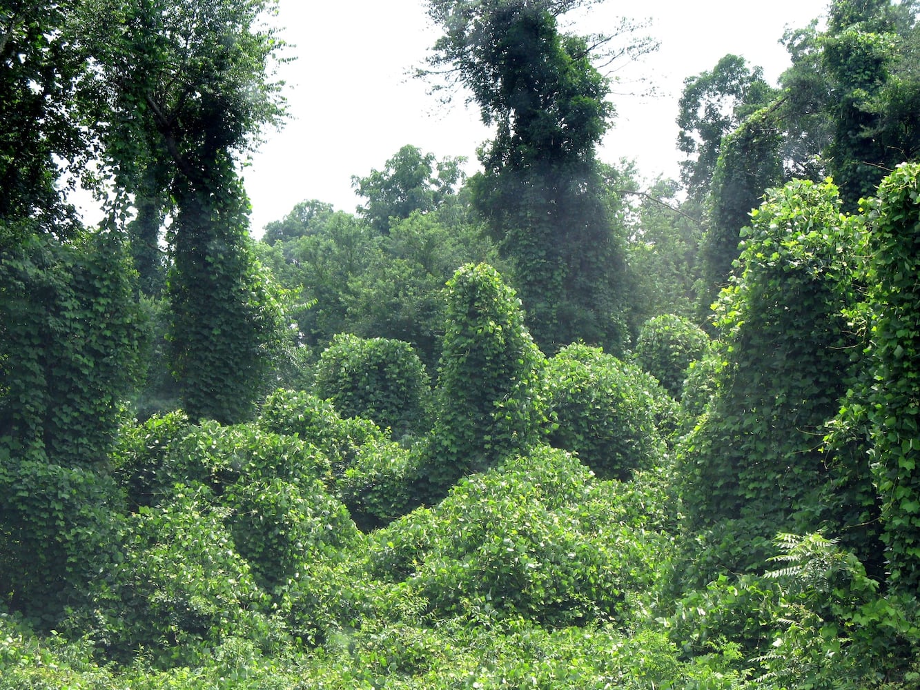 Deja News: For a half-century, kudzu was Georgia's 'miracle vine'