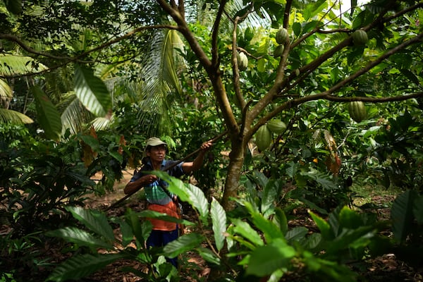 A farmer trims a cocoa tree at a plantation in Tanjung Rejo, Lampung province, Indonesia, Tuesday, Feb. 18, 2025. (AP Photo/Dita Alangkara)