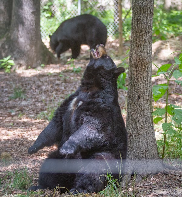 A black bear enjoys its new open field at the Yellow River Animal Sanctuary in Lilburn Friday, June 12, 2020. STEVE SCHAEFER FOR THE ATLANTA JOURNAL-CONSTITUTION