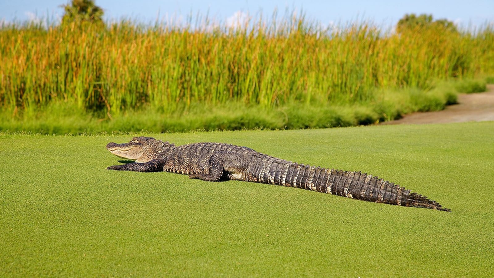 A giant alligator, similar to this one, surprised golfers at a club in Savannah, Georgia, Sunday when it suddenly appeared on the green and lumbered across the course to a nearby pond.