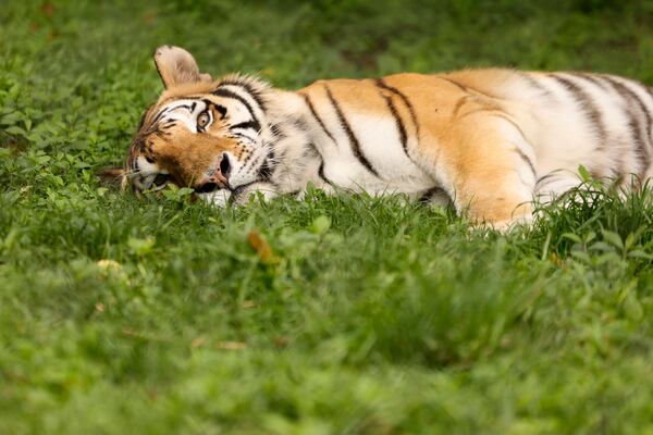 A bengal tiger named Gabby is shown in her enclosure at Noah’s Ark Animal Sanctuary, Thursday, June 22, 2023, in Locust Grove, Ga. The sanctuary is about to reopen after it was the site of a bird flu outbreak last august. (Jason Getz / Jason.Getz@ajc.com)