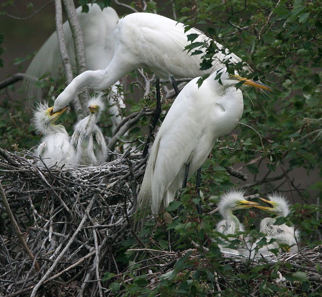 Coastal birds of Georgia