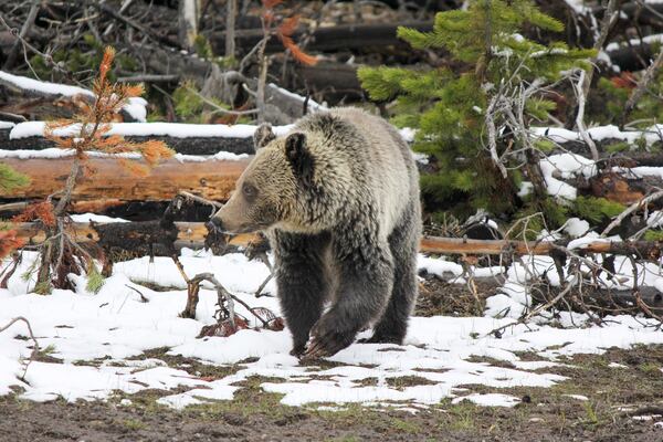 A grizzly bear walks in Yellowstone National Park. National Park Service photo by Kimberly Shields