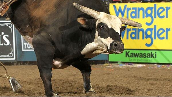 Rango the bull stars as himself in "The Longest Ride." Photo: PBR.com