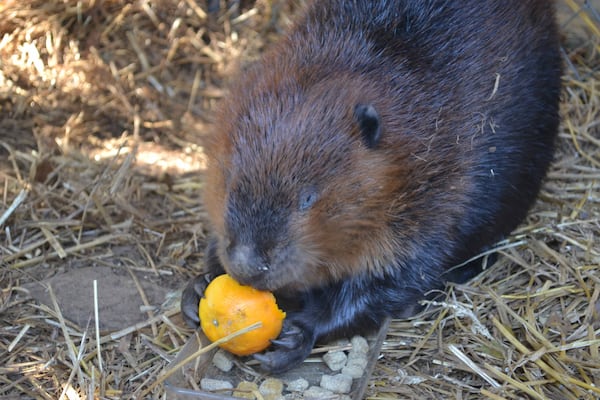 The Chattahoochee Nature Center has added two young beavers to its wildlife family. (Photo courtesy of CNC)