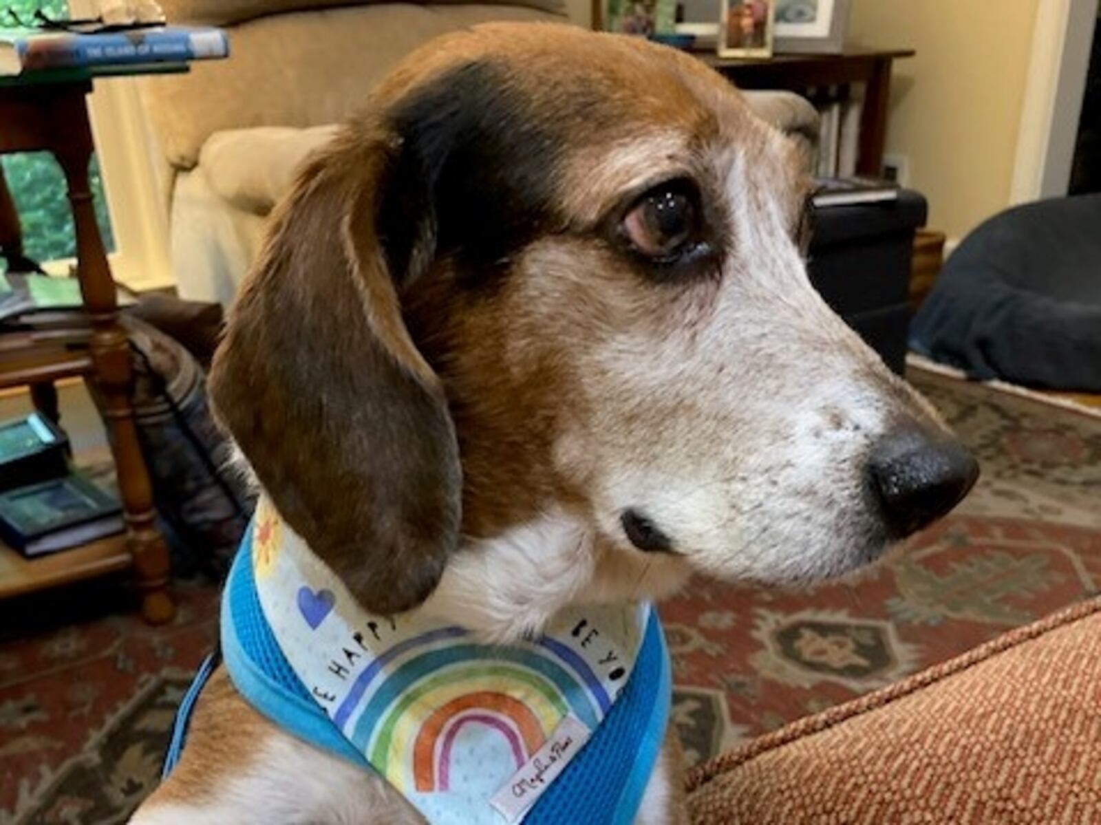 Larry the Beagle embodies the term, "This dog won't hunt." But we're told this highly-evolved hound's his yoga skills are on point. (Courtesy photo)