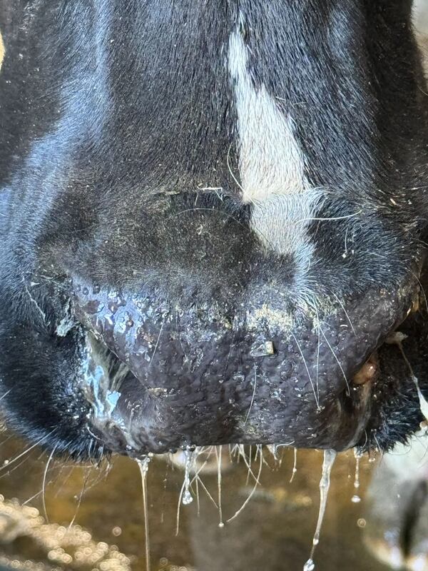 Veterinarians who treat cattle await a report that could help protect them from infection with the bird flu. This photo of a runny cow nose was taken by a veterinarian working on a farm with an outbreak. (Photo provided anonymously)