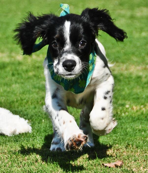 Gordon pouring on the cute before the Puppy Bowl. CREDIT: Altanta Humane Society