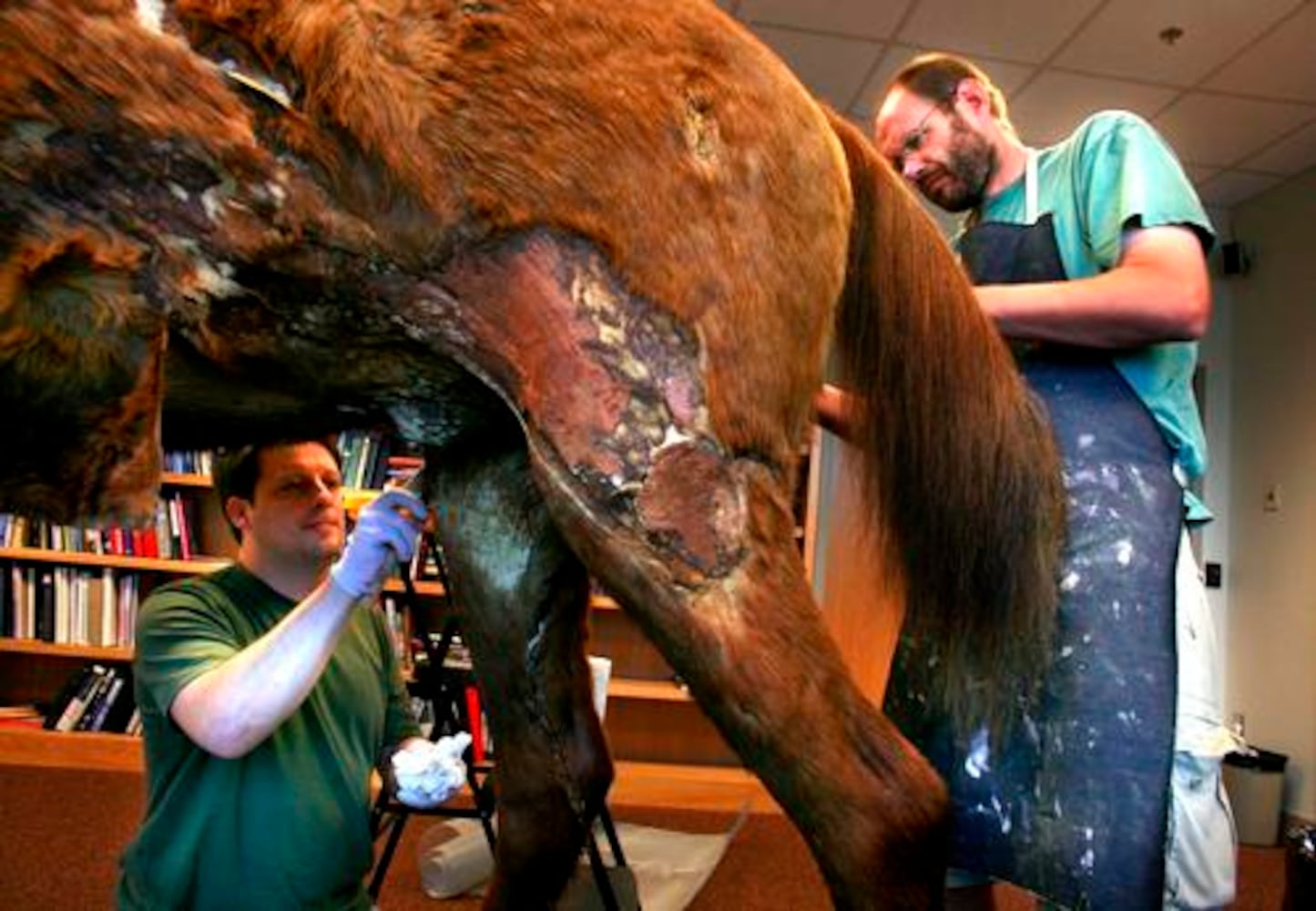 Restoring Stonewall Jackson's horse