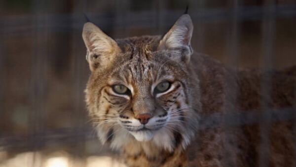 A bobcat got tangled in a soccer net at a Colorado park.