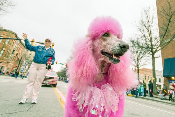 The Cherry Blossom Festival Parade is one of the Festival’s premier events. Fantastic floats, marching bands, military units, costumed performers, international dignitaries, and more combine to transform an already beautiful historic downtown into a dazzling showpiece. Photo by William Haun