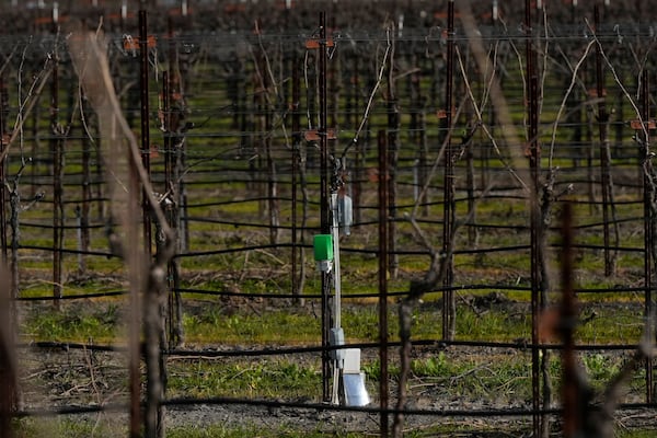 An Agrology Arbiter system, which measures soil respiration, soil temperature and ambient temperature, is shown in a Chardonnay production vineyard during an interview with Tyler Klick, Partner/Viticulturist of Redwood Empire Vineyard Management, in Geyserville, Calif., Friday, Jan. 24, 2025. (AP Photo/Jeff Chiu)