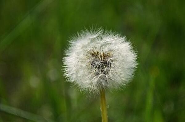 Tame wild weeds in your lawn by using pre-emergents.