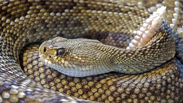 A Florida couple spotted a giant rattlesnake, similar to this one, on the side of the road in Jacksonville and stopped to film it.