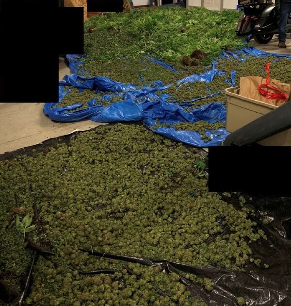 The marijuana seized from a Buford residence has a street value of more than $706,000.