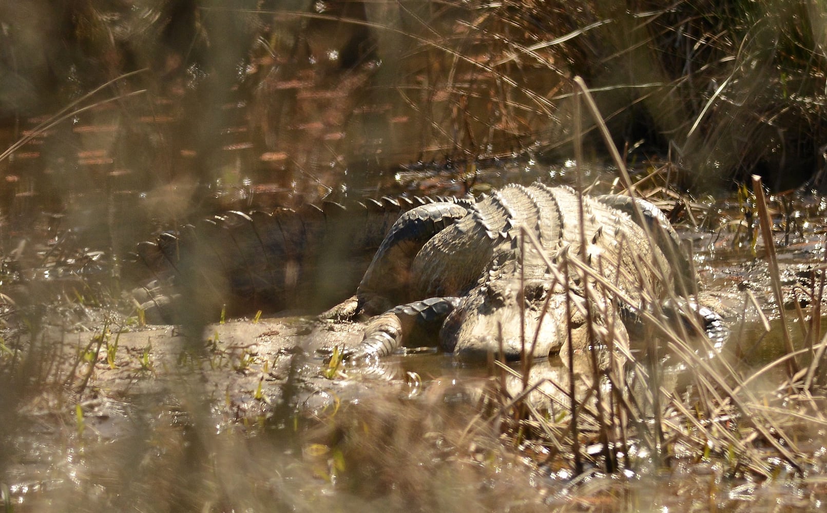 Wildlife photographer captures rare photo of Chattahoochee River alligator