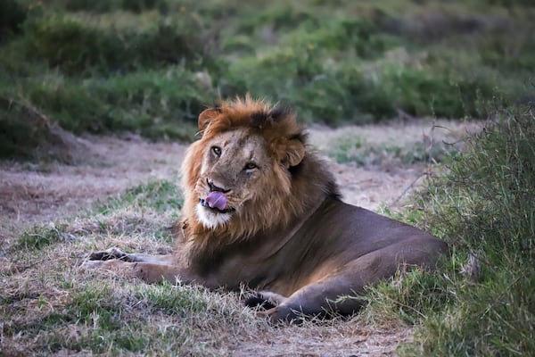 A male lion is seen during the annual wildlife count at Lewa Wildlife Conservancy, Northern Kenya, Thursday, Feb. 27, 2025. (AP Photo/Andrew Kasuku)