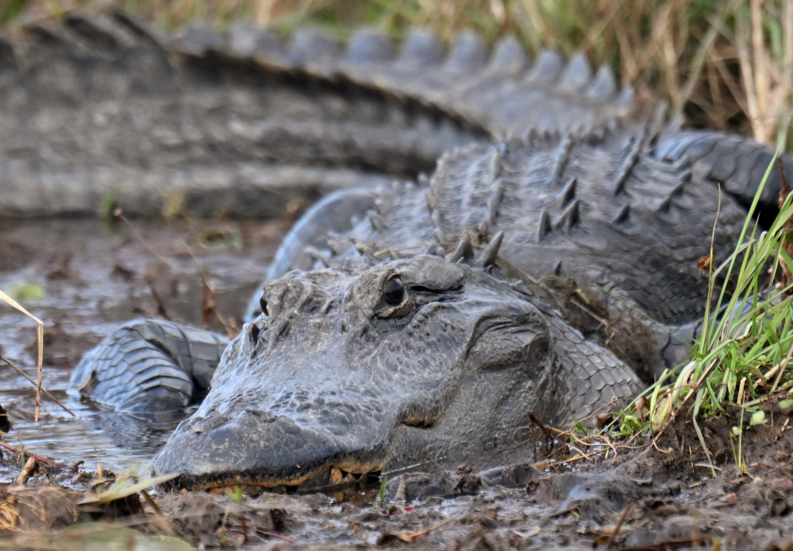 An alligator in the Okefenokee Swamp.