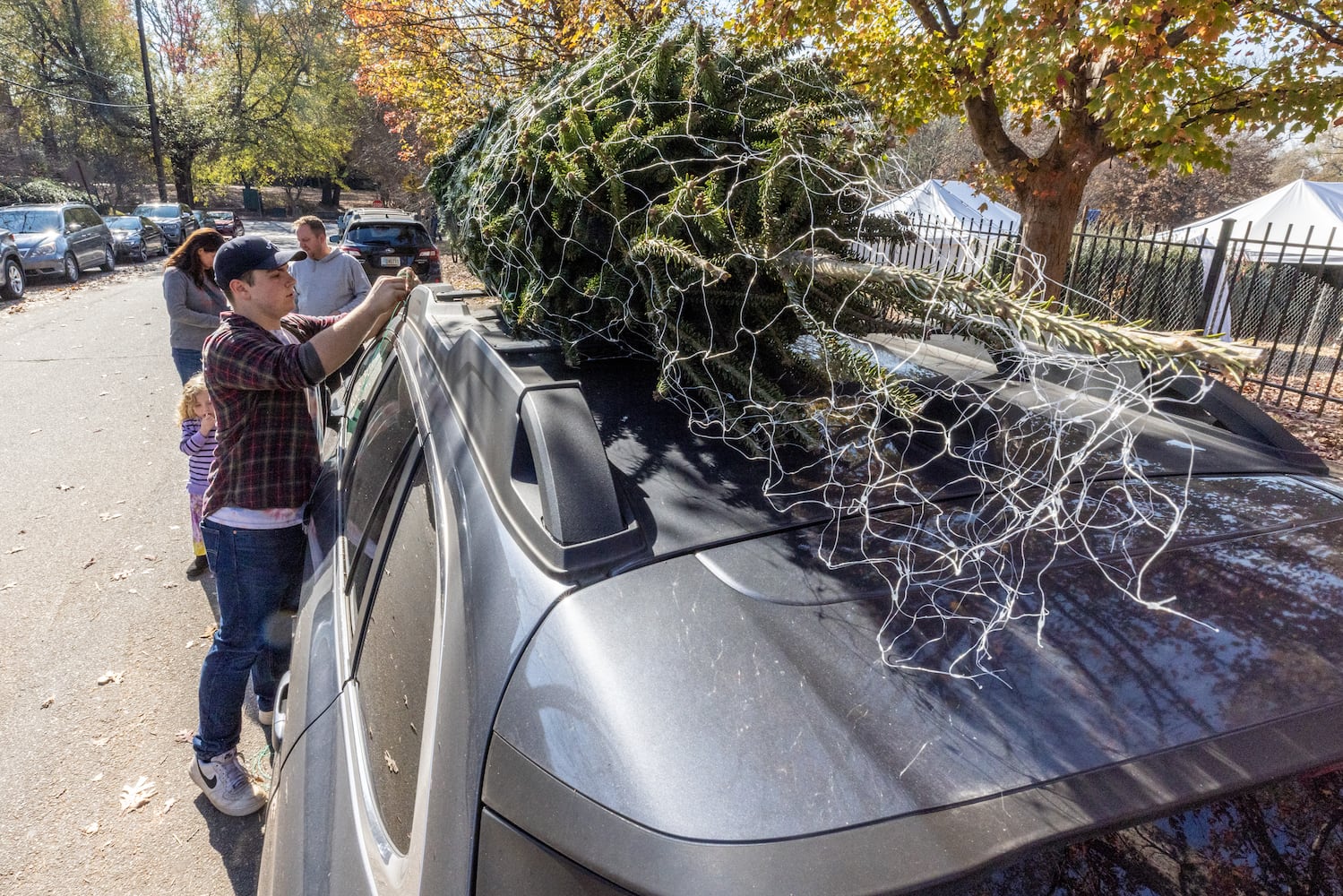 Christmas Tree Outlook