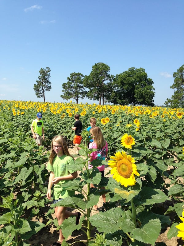 The Oliver kids and friends in a growing field of sunflowers. (Photo credit: LEM Ag and Specialty Marketing)