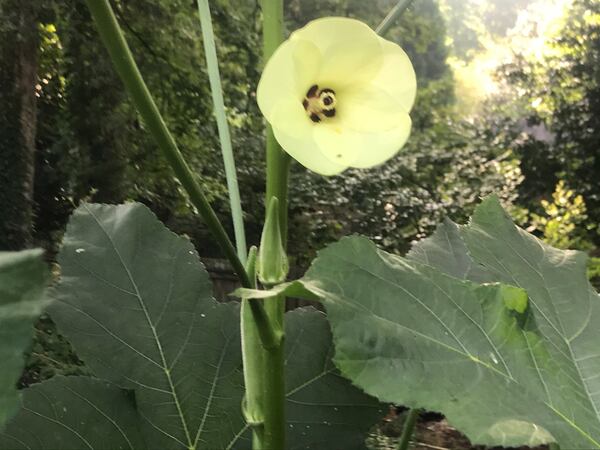 When okra is in season, make a pot of gumbo. Ligaya Figueras / ligaya.figueras@ajc.com