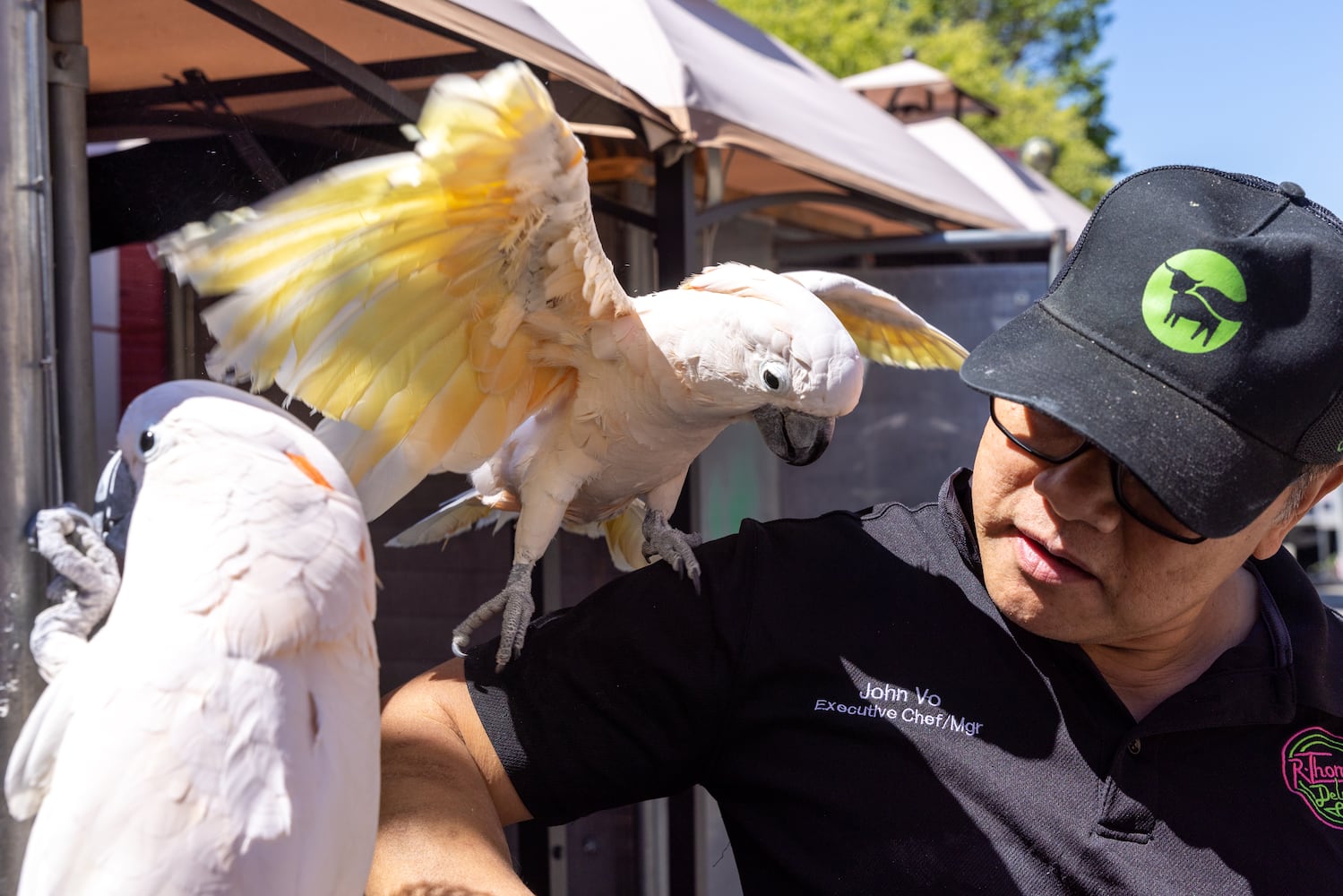 Exotic birds return to Buckhead restaurant