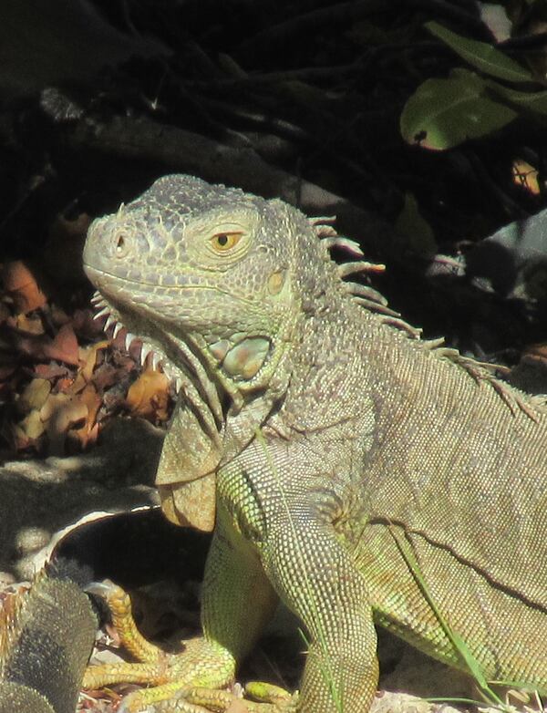 "This iguana was seen from the balcony at our hotel in St. Maarten," wrote Goran Rygert of East Cobb.