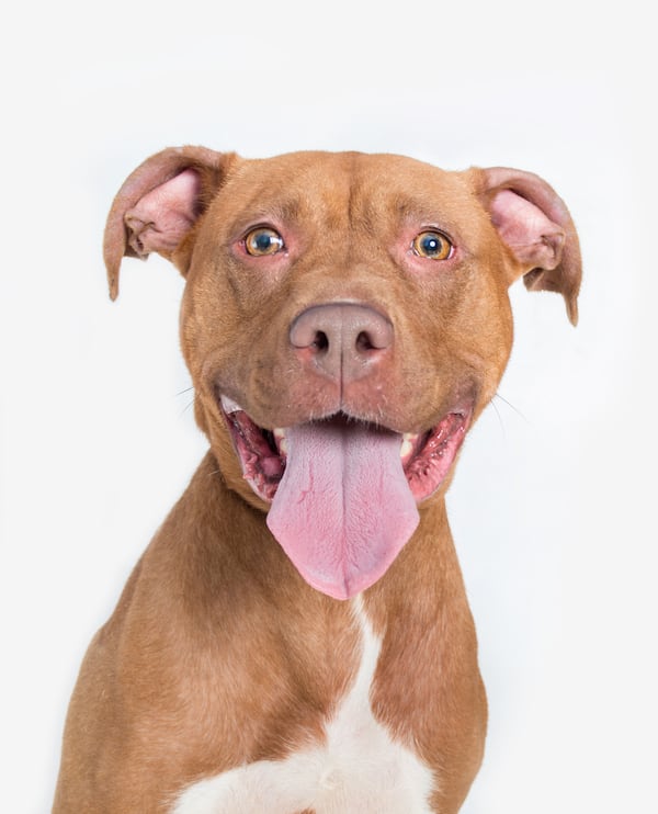 Flower Button is a healthy, happy pup now. (Photo: LifeLine Animal Project)