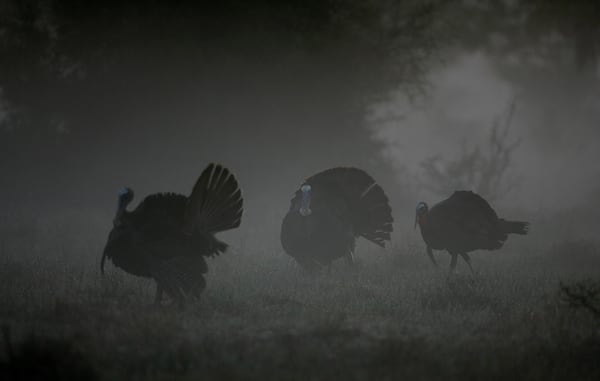 Wild turkeys make their way across a fog covered field at first light on the southern end of Cumberland Island, Ga., Saturday, March 24, 2007.  CURTIS COMPTON \ ccompton@ajc.com