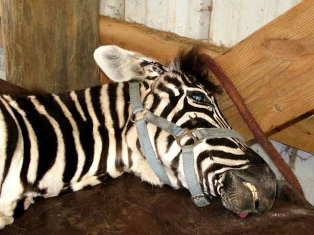 Injured zebra found on I-75