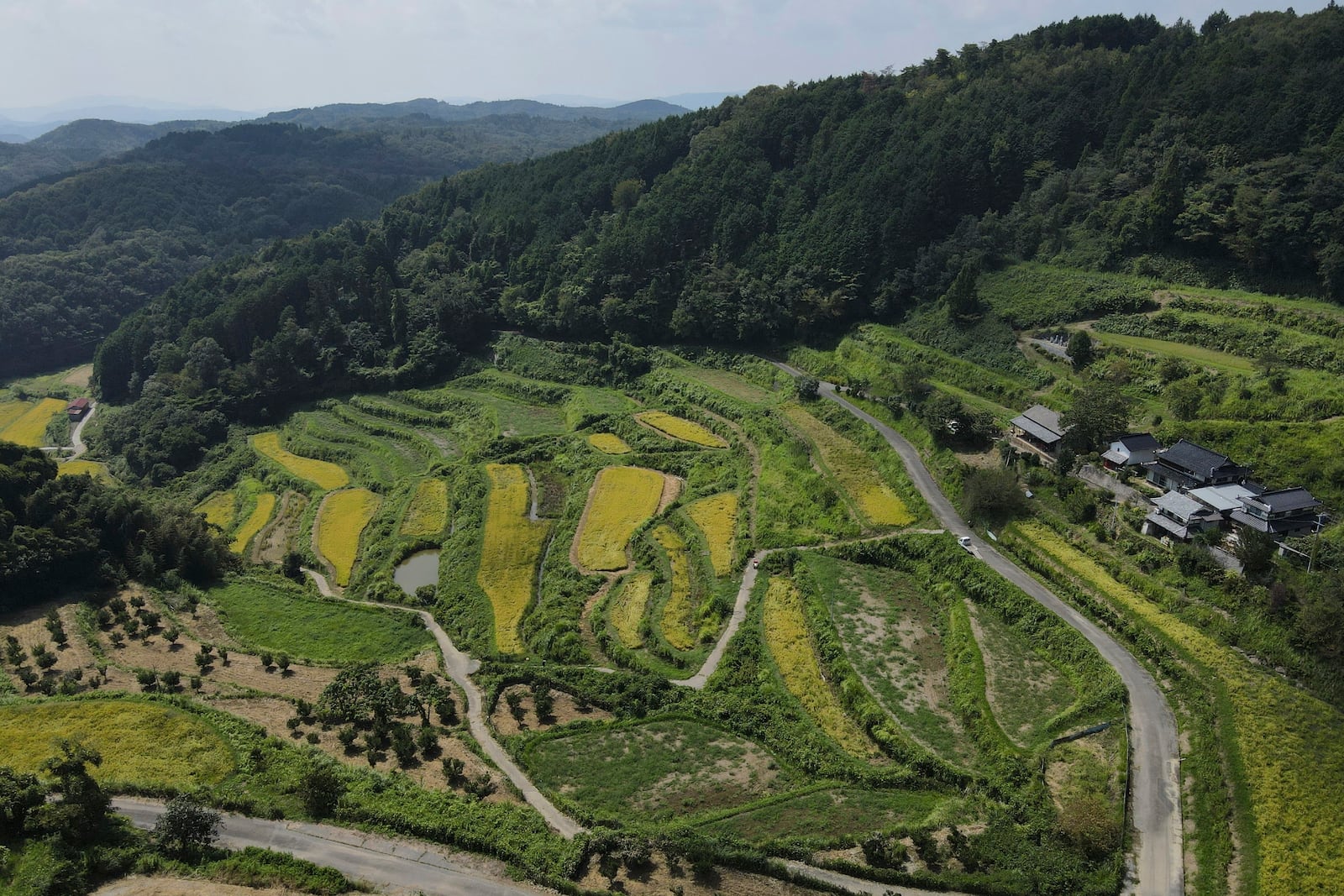 An aerial view of rice terraces in Kamimomi village, Okayama prefecture, Japan on Sept. 6, 2024. (AP Photo/Ayaka McGill)