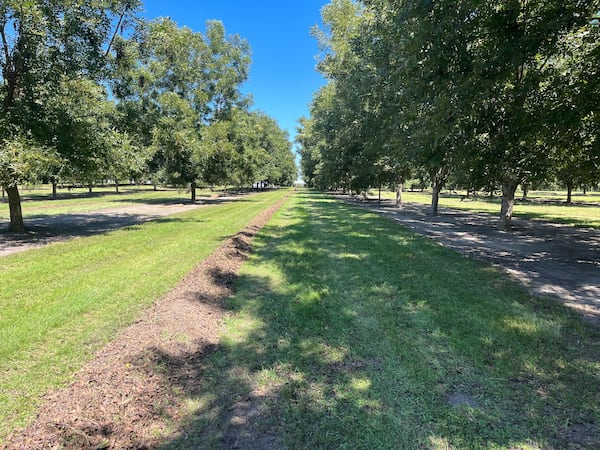 Rows of pecan trees are shown at Hiers Orchards, a pecan farm in Dixie, Ga., on Tuesday, Sept. 24, 2024, ahead of Hurricane Helene's arrival in the state. (Courtesy of Vance Hiers)