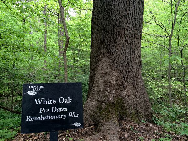 The White Oak at Deep Dene Park is the oldest dated tree in Atlanta.