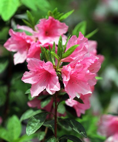 Augusta National Golf Club, which was originally built on the former 365-acre Fruitland Nurseries, is full of blooming flowers.